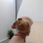 Capybara plüss, csuklóra tehető kicsiknek