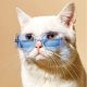 Divatos kutya, cica napszemüveg, szögletes